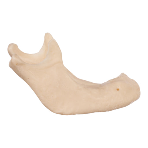 Replica Human Mandible