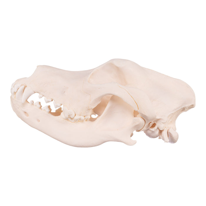 Real Domestic Dog Skull - Great Dane