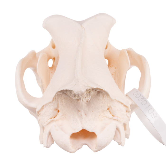 Real Domestic Dog Skull - Great Dane