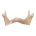 Replica Human Mandible