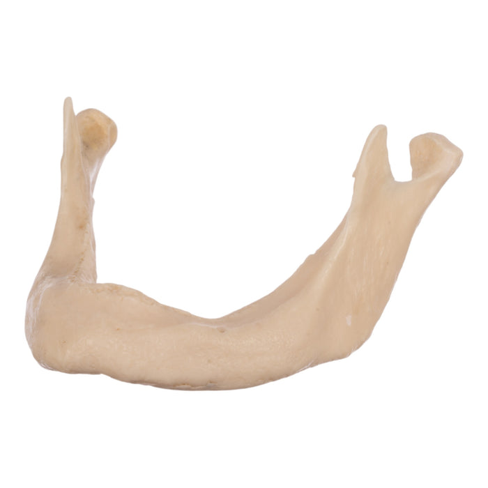 Replica Human Mandible