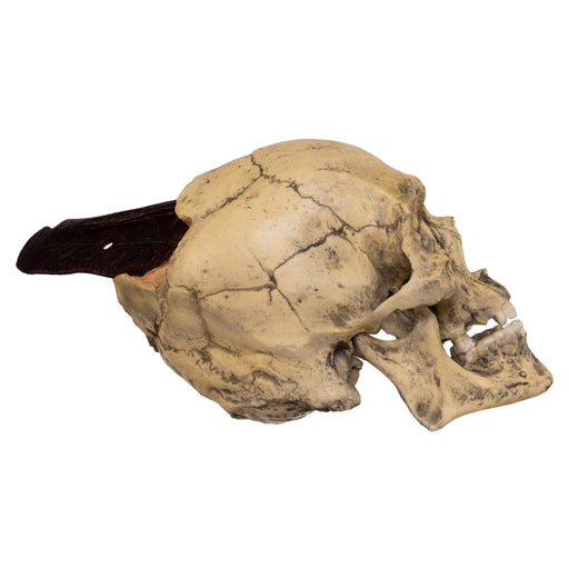 Replica Spanish Conquistador Human with Broad Ax Trauma Skull — Skulls  Unlimited International, Inc.