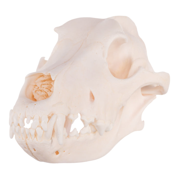 Real Domestic Dog Skull - Husky