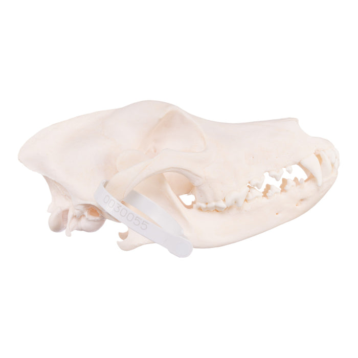 Real Domestic Dog Skull - Husky