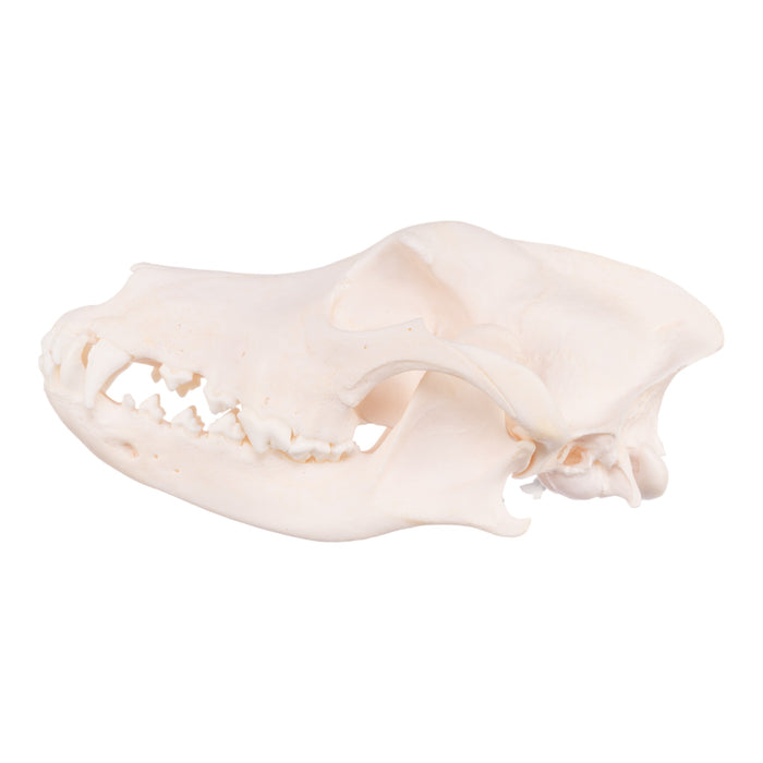 Real Domestic Dog Skull - Husky