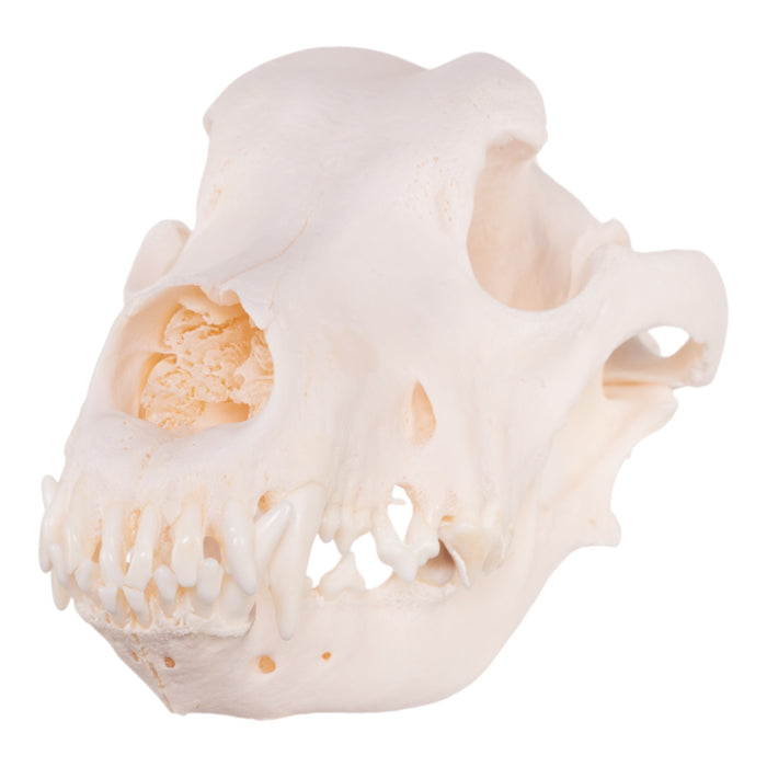 Real Domestic Dog Skull - Great Dane