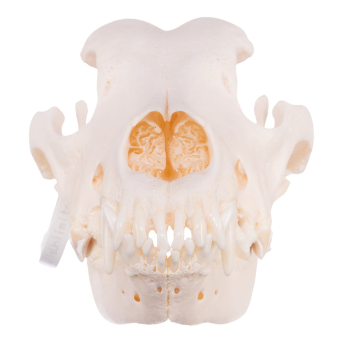 Real Domestic Dog Skull - Great Dane