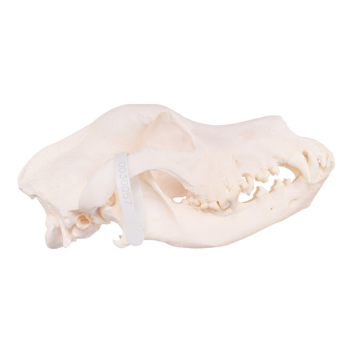 Real Domestic Dog Skull - Great Dane