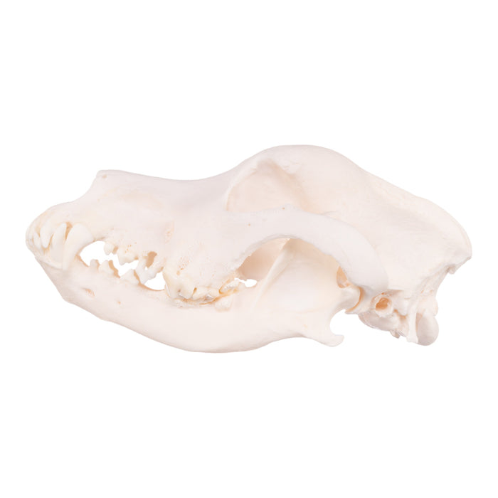 Real Domestic Dog Skull - Great Dane