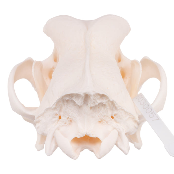 Real Domestic Dog Skull - Great Dane