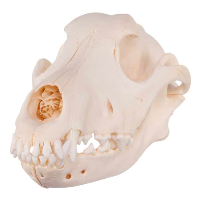 Real Domestic Dog Skull - Golden Retriever (Adolescent)