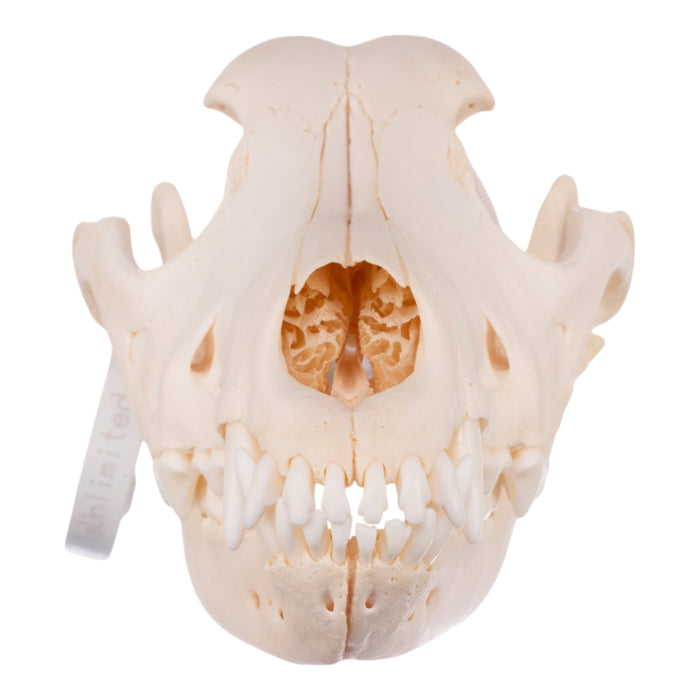 Real Domestic Dog Skull - Golden Retriever (Adolescent)