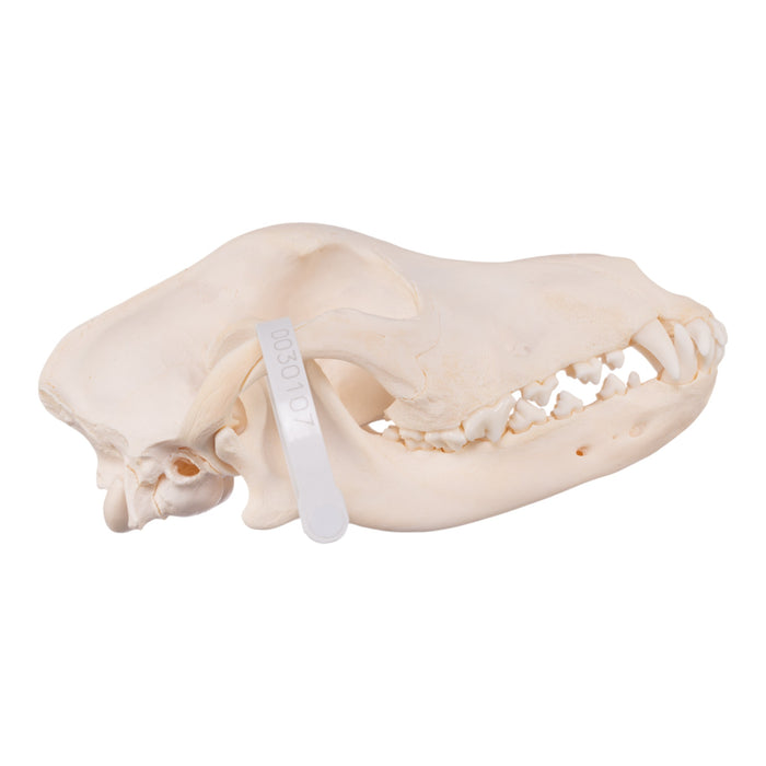 Real Domestic Dog Skull - Golden Retriever (Adolescent)