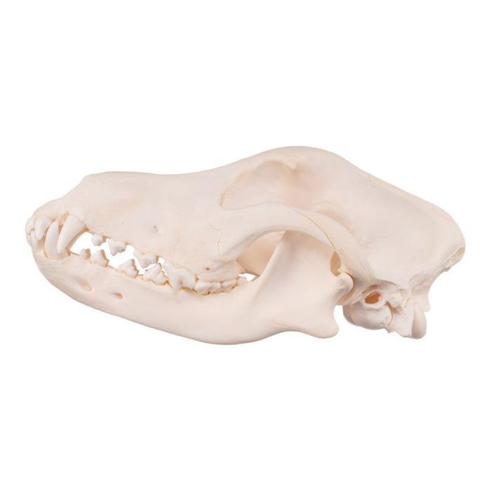 Real Domestic Dog Skull - Golden Retriever (Adolescent)