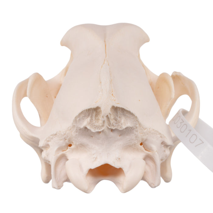 Real Domestic Dog Skull - Golden Retriever (Adolescent)