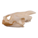 Real Map Turtle Skull