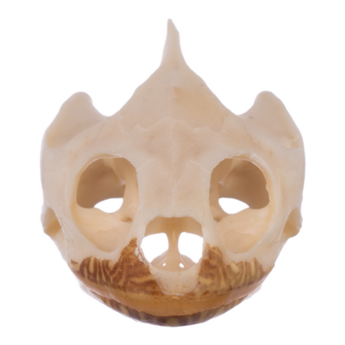 Real Map Turtle Skull