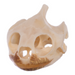 Real Map Turtle Skull