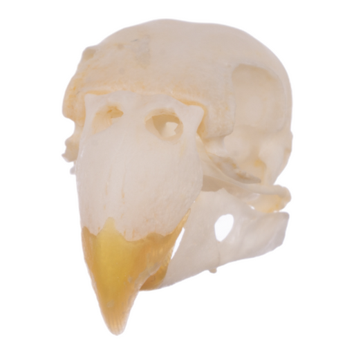 Real Parrot Skull