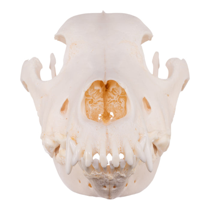 Real Domestic Dog Skull - Great Dane