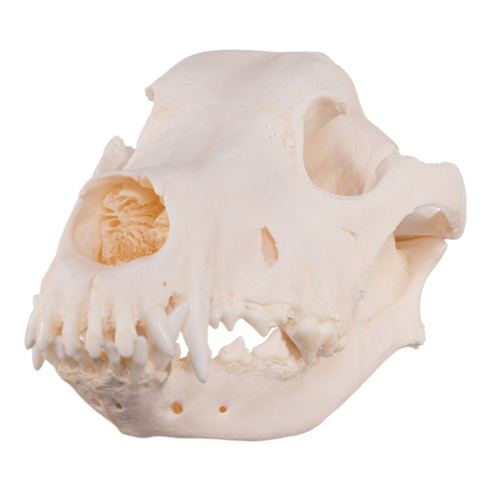 Real Domestic Dog Skull - Great Dane