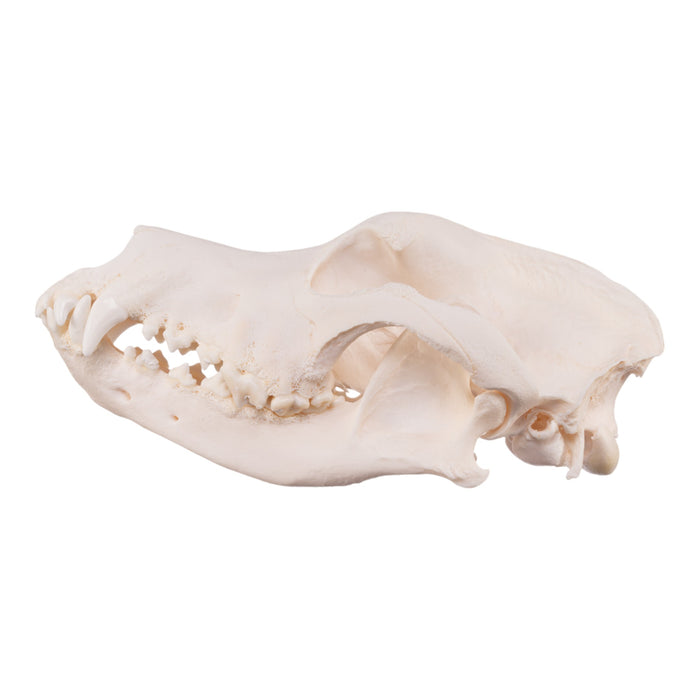 Real Domestic Dog Skull - Great Dane