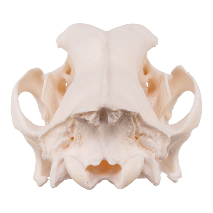 Real Domestic Dog Skull - Great Dane