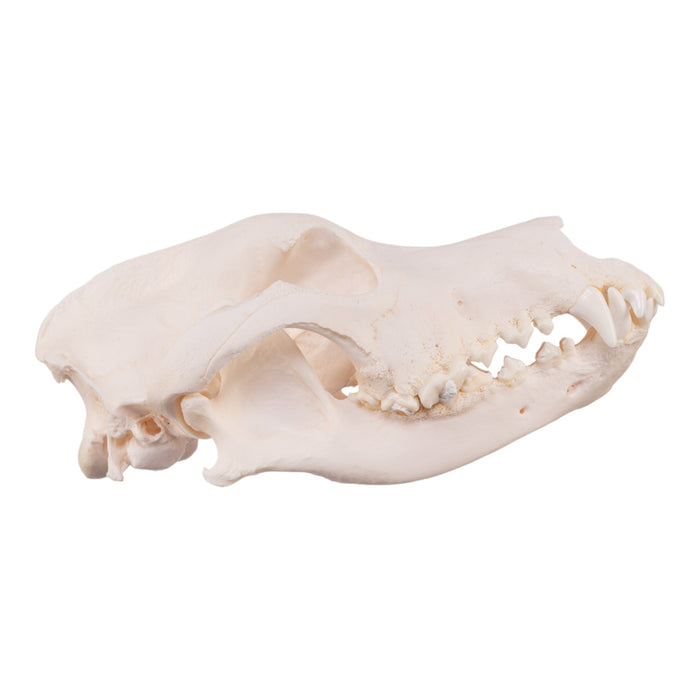 Real Domestic Dog Skull - Great Dane