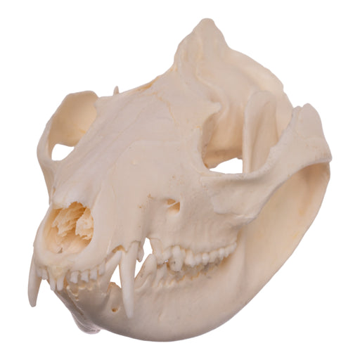 Real Opossum Skull - Pathology