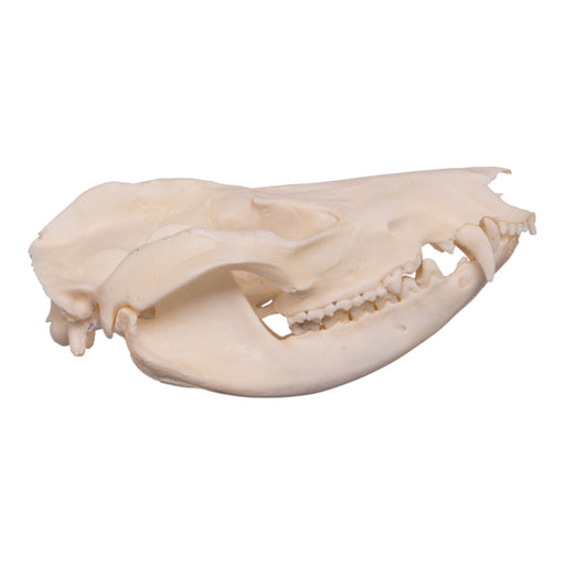 Real Opossum Skull - Pathology