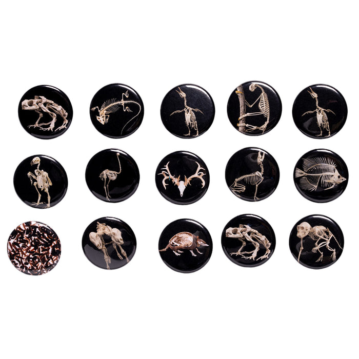 SKELETONS: Museum of Osteology Skulls and Skeletons Button - Single