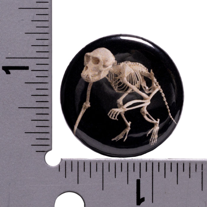 SKELETONS: Museum of Osteology Skulls and Skeletons Button - Single