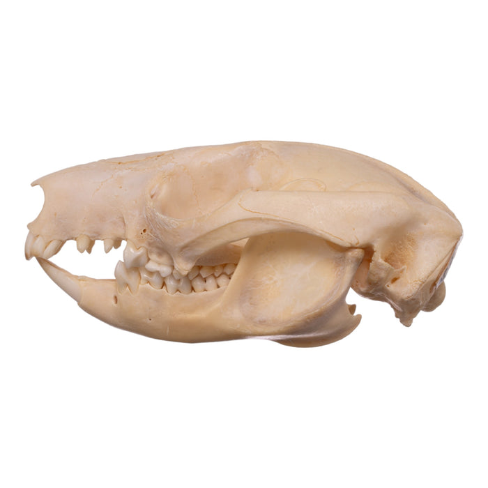 Real Brushtail Possum Skull — Skulls Unlimited International, Inc.