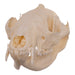 Real Opossum Skull - Pathology