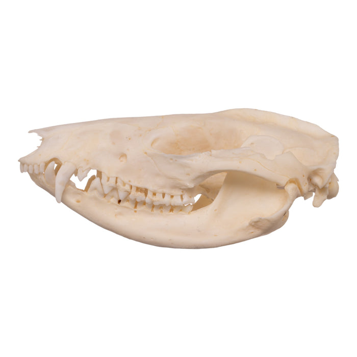 Real Opossum Skull - Pathology