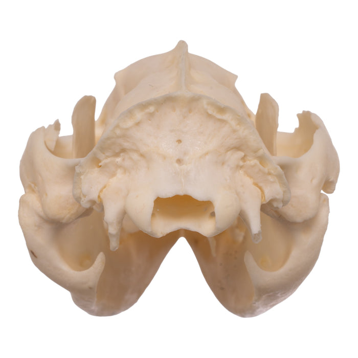 Real Opossum Skull - Pathology