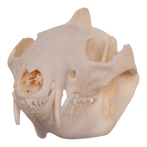 Real Opossum Skull - Pathology