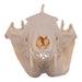 Real Opossum Skull - Pathology