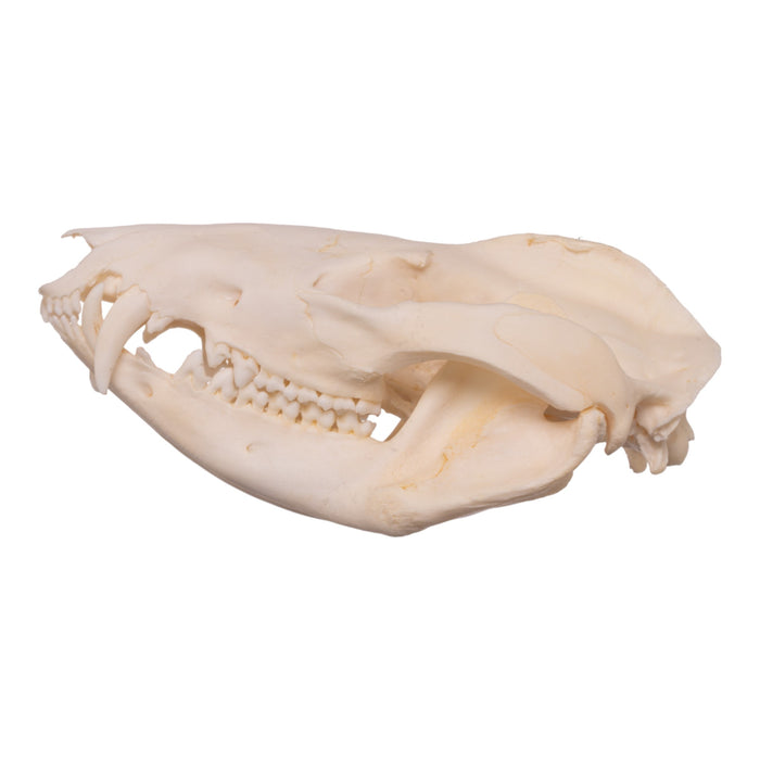 Real Opossum Skull - Pathology