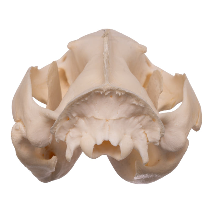 Real Opossum Skull - Pathology