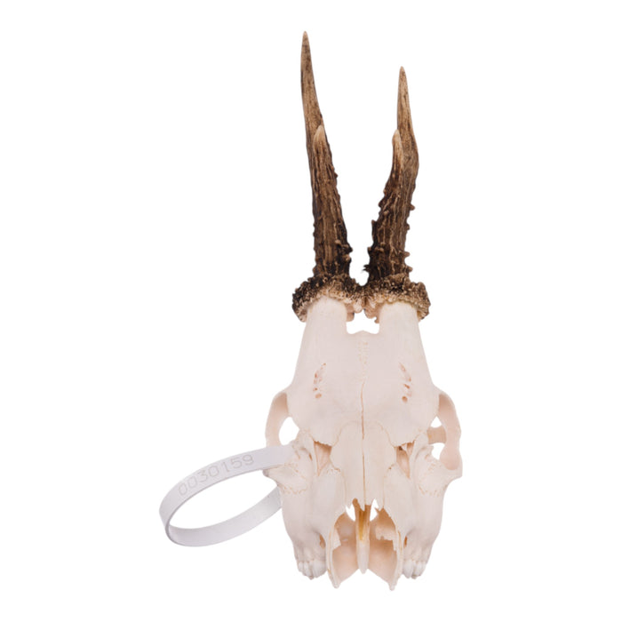 Real Roe Deer Skull