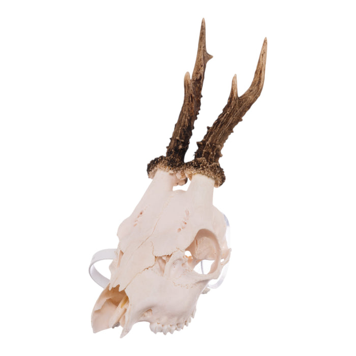 Real Roe Deer Skull