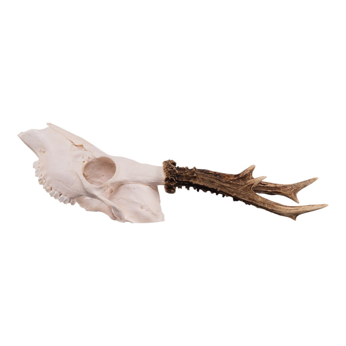 Real Roe Deer Skull