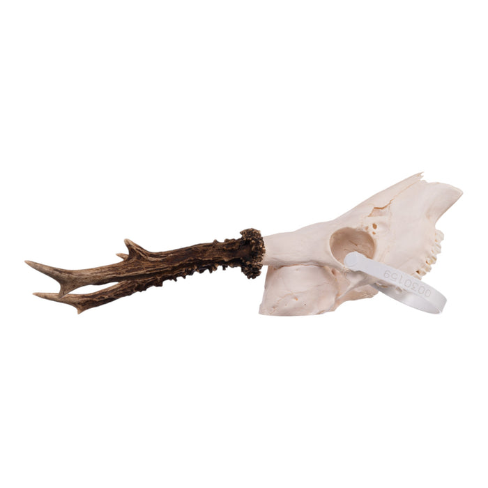 Real Roe Deer Skull