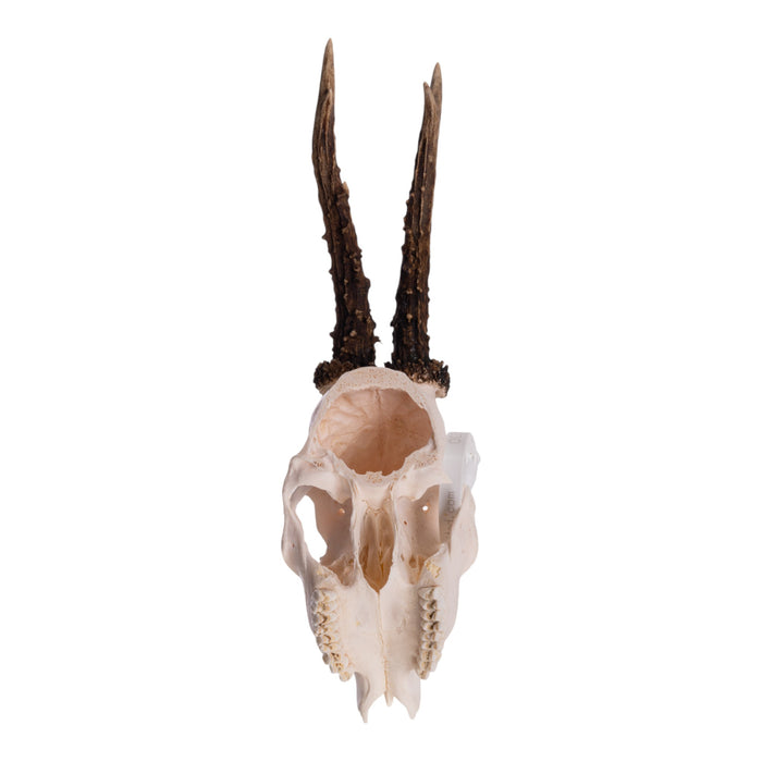 Real Roe Deer Skull