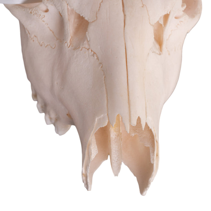 Real Roe Deer Skull