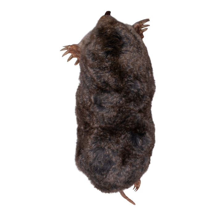 Real Freeze-dried Mole