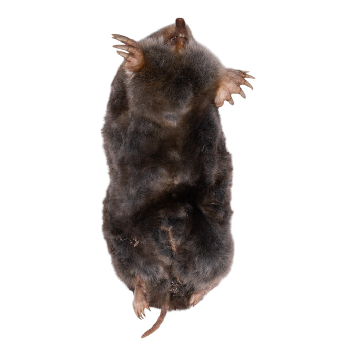 Real Freeze-dried Mole