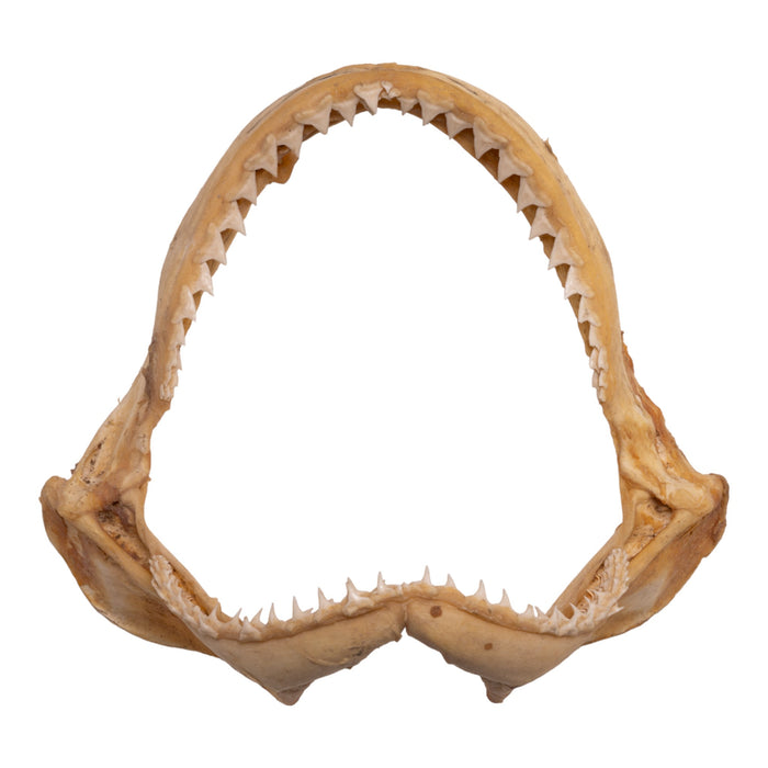 Real Sandbar Shark Jaw (8")