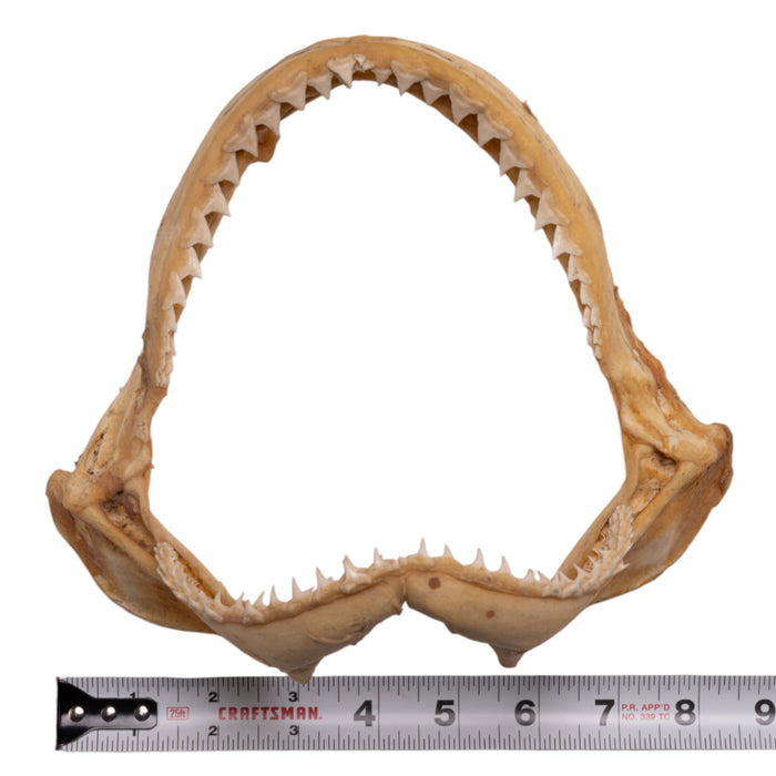 Real Sandbar Shark Jaw (8")